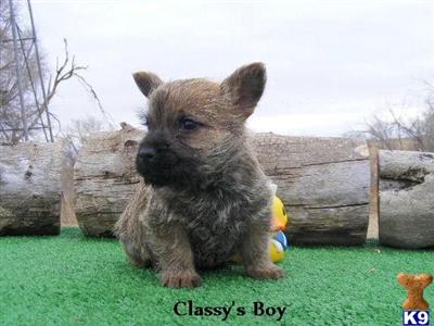Norwich Terrier Puppies for Sale