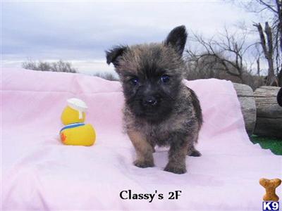 Norwich Terrier Puppies for Sale