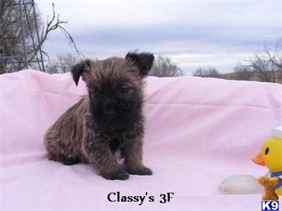 Norwich Terrier Puppies for Sale