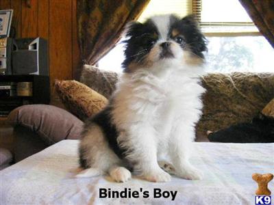 Japanese Chin Puppies for Sale