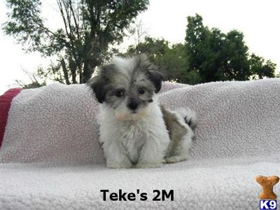 Puppies in CO