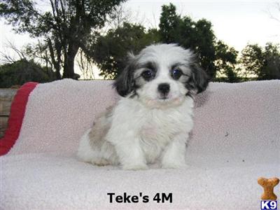 Puppies in CO