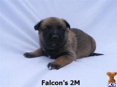 Belgian Malinois Puppies for Sale