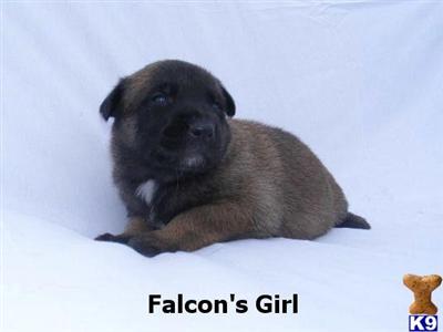 Belgian Malinois Puppies for Sale