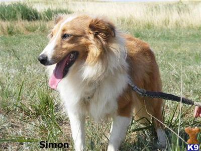 Dogs for Sale in CO