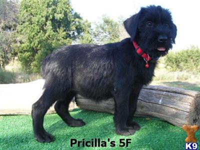 Giant Schnauzer Puppies for Sale
