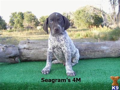 German Shorthaired Pointer Puppies for Sale