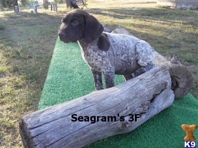 German Shorthaired Pointer Puppies for Sale