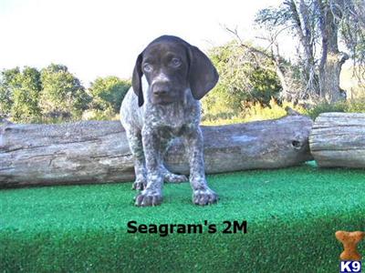 German Shorthaired Pointer Puppies for Sale