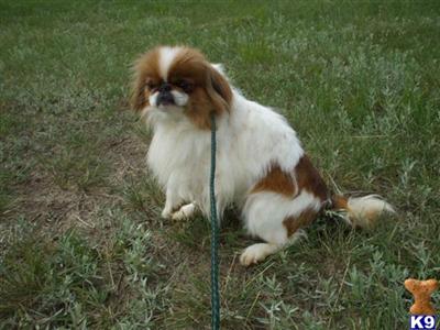 Japanese Chin Puppies for Sale