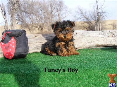 Puppies in CO