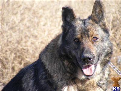 Dogs for Sale in CO