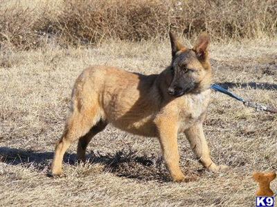 Belgian Malinois Puppies for Sale