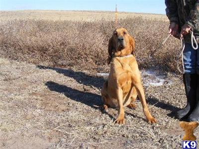 Dogs for Sale in CO