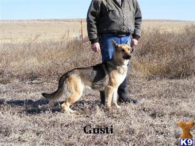 Dogs for Sale in CO