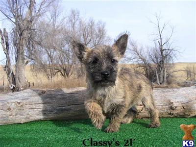 Norwich Terrier Puppies for Sale