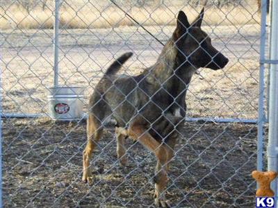 Belgian Malinois Puppies for Sale