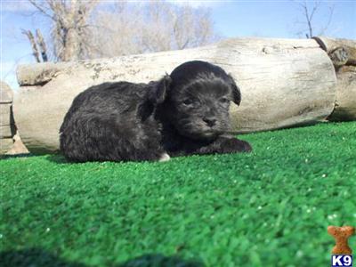 Puppies in CO
