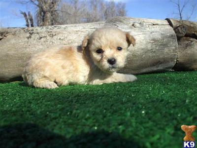 Puppies in CO