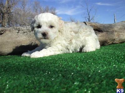 Puppies in CO