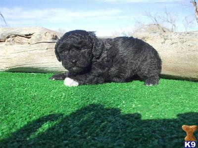 Puppies in CO
