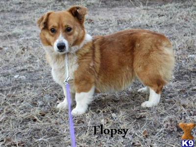 Dogs for Sale in CO