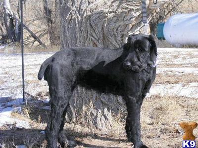 Dogs for Sale