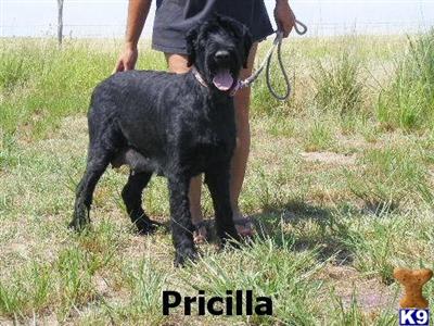 Dogs for Sale in CO