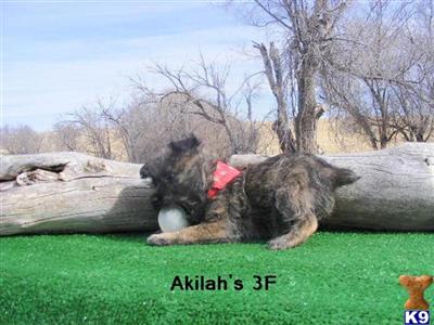 Norwich Terrier Puppies for Sale