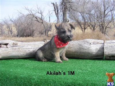 Norwich Terrier Puppies for Sale