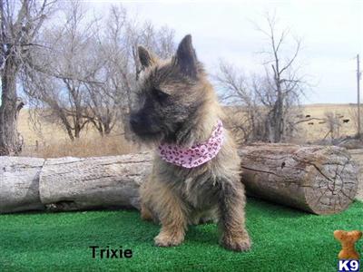 Norwich Terrier Puppies for Sale