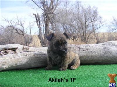 Norwich Terrier Puppies for Sale