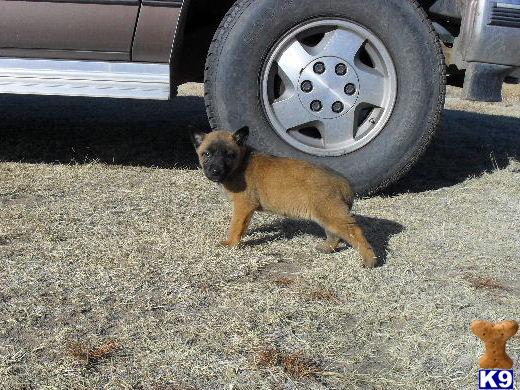 Belgian Malinois Puppies