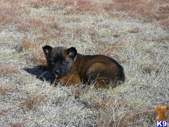Belgian Malinois Puppies