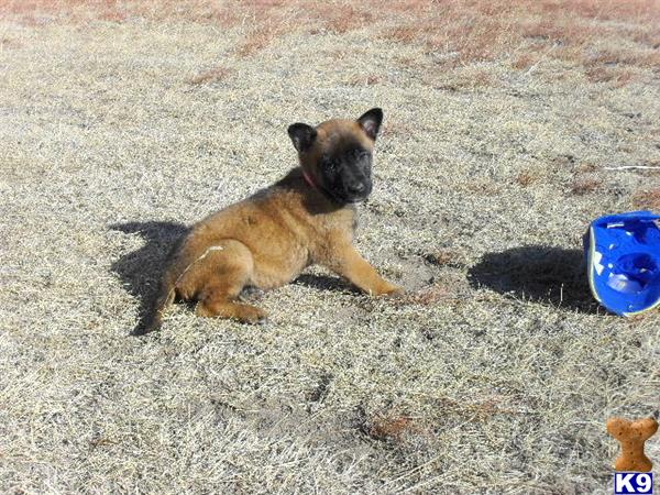 Belgian Malinois Puppies