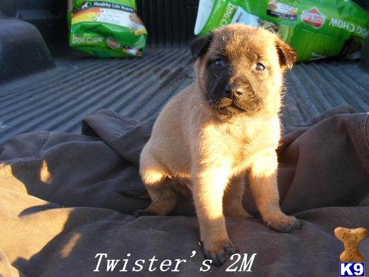 Belgian Malinois Puppies