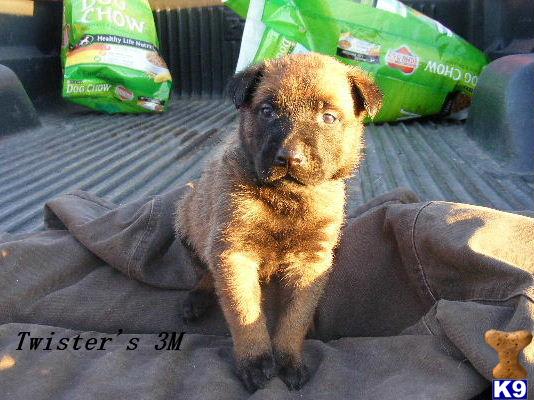 Belgian Malinois Puppies