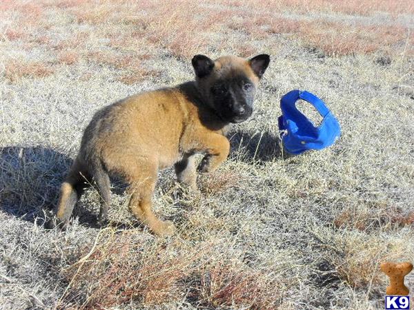 Dogs - Belgian Malinois