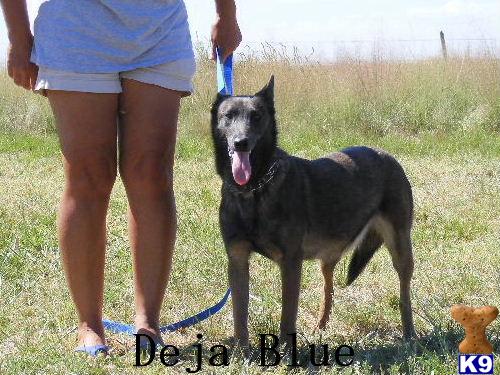 Belgian Malinois Puppies