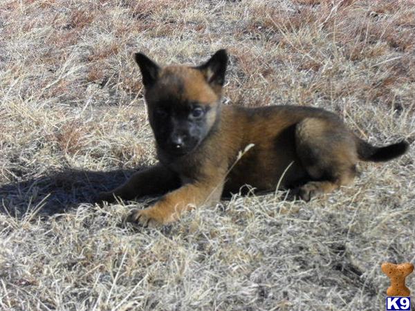Puppies in CO