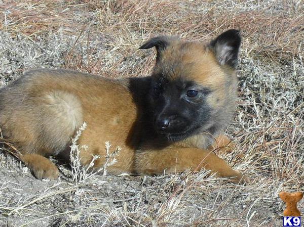 Puppies in CO