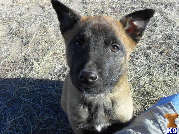Puppies in CO