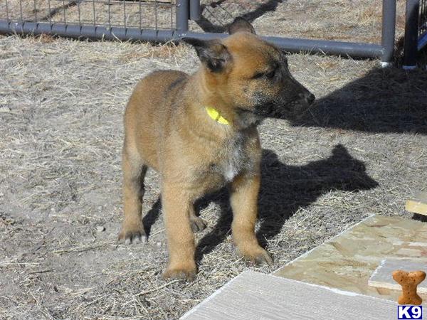 Puppies in CO