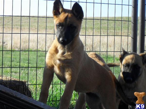 Puppies in Fleming