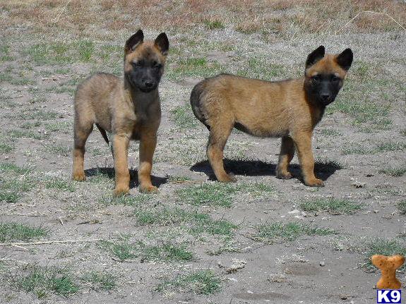 Puppies in Fleming