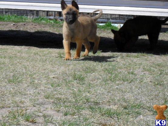 Puppies in Fleming