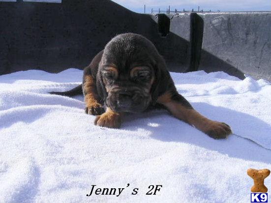 Bloodhound Puppies