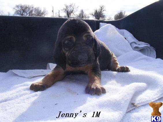 Puppies in CO