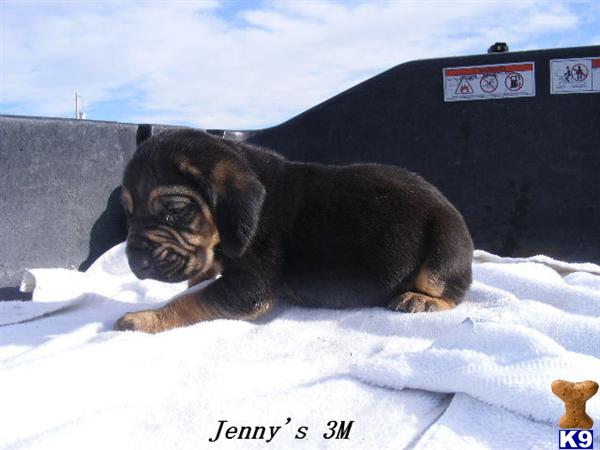 Puppies in CO