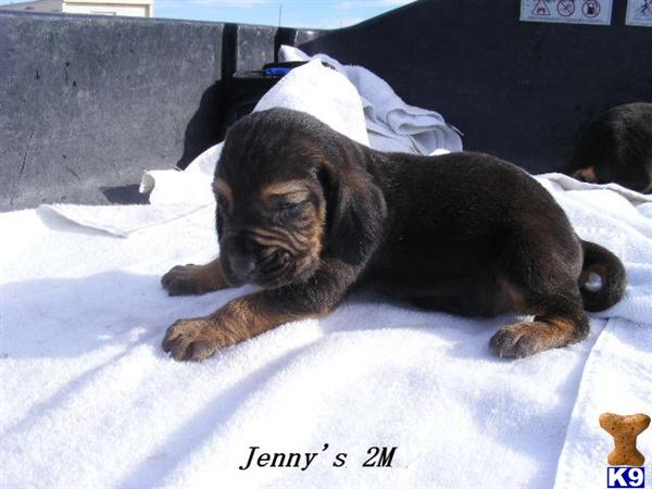 Puppies in CO